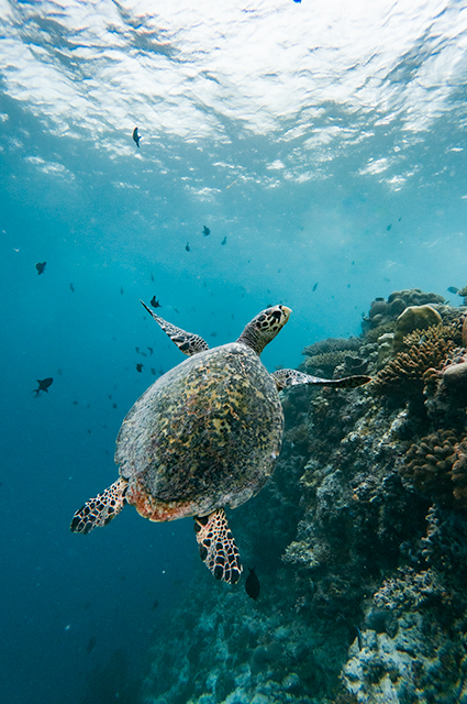 Turtle maldives ellaidhoo